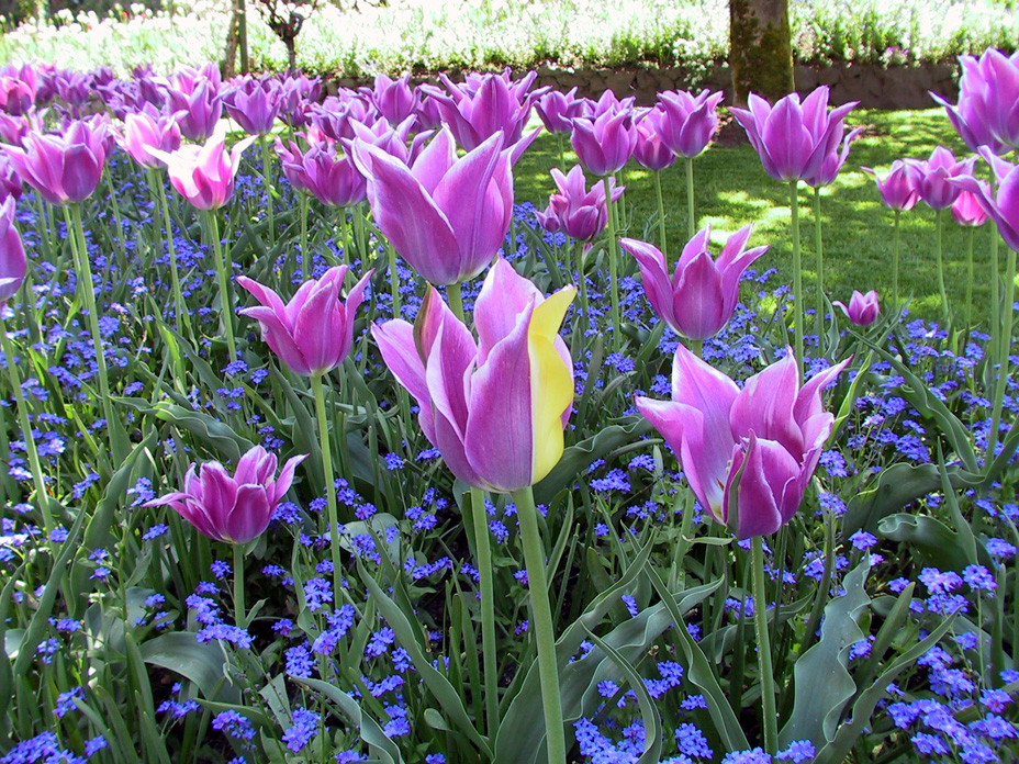 17-Butchart Gardens - Purple & Yellow Tulip