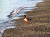 Cordova Beach Duck